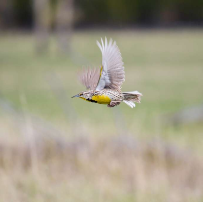 Neal Herbert/NPS Gallery